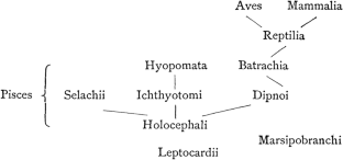 Post-Darwinian fish classifications: theories and methodologies of Günther, Cope, and Gill.