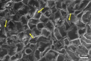 Trichoderma harzianum ITEM 3636 colonizes peanut roots as an endophyte and protects the plants against late leaf spot