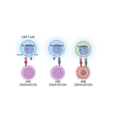 Bispecific CD33/CD123 targeted chimeric antigen receptor T cells for the treatment of acute myeloid leukemia