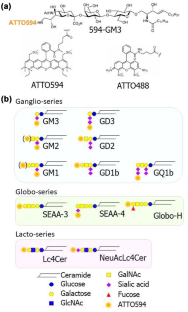 Recently developed glycosphingolipid probes and their dynamic behavior in cell plasma membranes as revealed by single-molecule imaging.