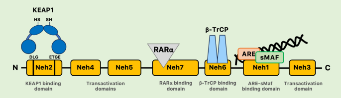 NRF2 signaling pathway and telomere length in aging and age-related diseases.