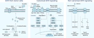 Role of sonic hedgehog signaling pathway in the regulation of ion channels: focus on its association with cardio-cerebrovascular diseases.