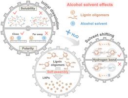 Alcohol solvent effect on the self-assembly behaviors of lignin oligomers