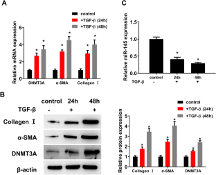 Bidirectional negative feedback actions of DNMT3A and miR-145 in regulating autophagy in cardiac fibroblasts and affecting myocardial fibrosis.