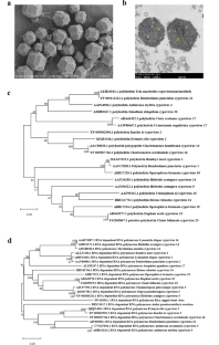 Isolation and genomic characterization of a cypovirus from Clanis bilineata.