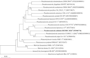 Pseudooceanicola albus sp. nov., Isolated from Mangrove Sediment within the Beibu Gulf