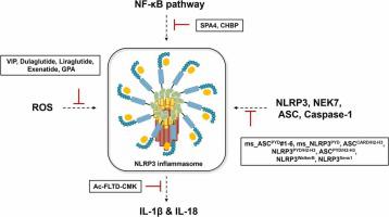 Mechanisms of NLRP3 inflammasome activation and the development of peptide inhibitors