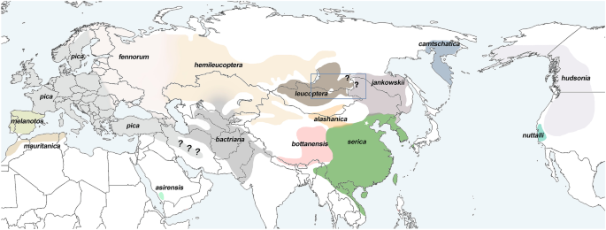 Introgression at the emerging secondary contact zone of magpie Pica pica subspecies (Aves: Corvidae): integrating data on nuclear and mitochondrial markers, vocalizations, and field observations