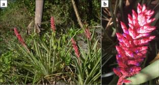 Genetic diversity and population structure of Aechmea distichantha (Bromeliaceae), a widely geographically distributed species in South America