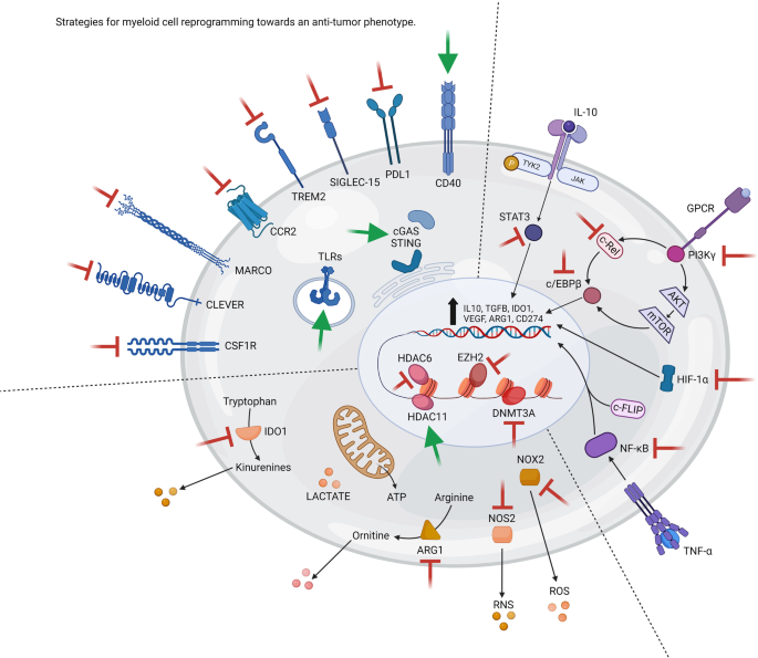 Targeting tumour-reprogrammed myeloid cells: the new battleground in cancer immunotherapy.