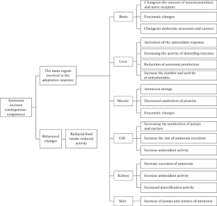 Adaptive Mechanisms of Fish under Conditions of Ammonia Toxicity