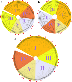 Genome-wide identification, characterization and expression profile analysis of BBX gene family in Chinese chestnut (Castanea mollissima)