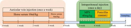 Huogu injection protects against SONFH by promoting osteogenic differentiation of BMSCs and preventing osteoblast apoptosis.