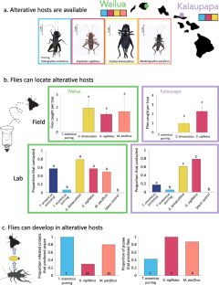 A well-studied parasitoid fly of field crickets uses multiple alternative hosts in its introduced range