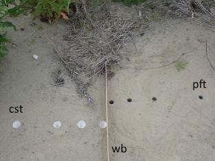 Optimal pit site selection in antlion larvae: the relationship between prey availability and pit maintenance costs