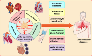 Epicardial Adipose Tissue: a Potential Therapeutic Target for Cardiovascular Diseases.