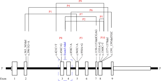 Clinical and molecular characterization of 10 Chinese children with congenital adrenal hyperplasia due to 11beta-hydroxylase deficiency.