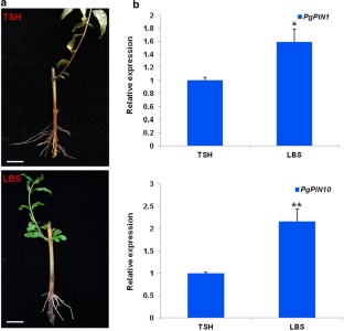 Molecular Cloning and Functional Characterization of FOUR LIPS in Pomegranate, a Protein Involved in Regulating the Gravitropic Set-Point Angle of Adventitious Roots