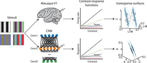 Color and luminance processing in V1 complex cells and artificial neural networks