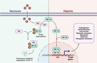 The strict regulation of HIF-1α by non-coding RNAs: new insight towards proliferation, metastasis, and therapeutic resistance strategies.