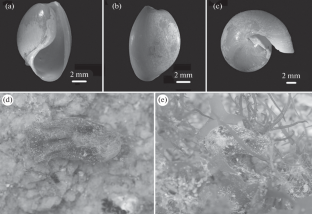 Discrimination and Taxonomic Status of the Japanese bubble snail Haloa japonica