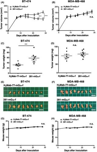 Antitumor activities against breast cancers by an afucosylated anti-HER2 monoclonal antibody H2Mab-77-mG2a-f