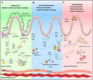 Inflammatory Bowel Disease: Pathophysiology, Treatment, and Disease Modeling