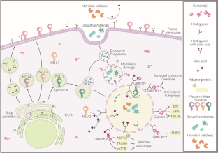 Sialylation of cell surface glycoconjugates modulates cytosolic galectin-mediated responses upon organelle damage : Minireview.