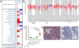 Targeting cathepsin L in the regulation of apoptosis in peripheral T-cell lymphoma