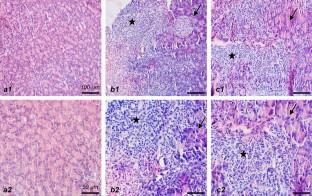 Sodium pyruvate improves the plasma amino acid profile in rats with l-arginine-induced acute pancreatitis