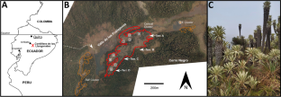 Habitat and population structure of rare and endemic Andean Espeletia pycnophylla subsp. llanganatensis (Asteraceae) in an Ecuadorian biodiversity hotspot