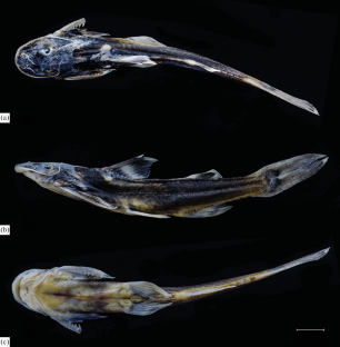 Glyptothorax siangensis, a New Species of Catfish (Sisoridae) from the Brahmaputra River Drainage, Arunachal Pradesh, India