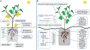 Coping with Drought: Consequences, Responses, and Plant Growth Promoting Rhizobacteria Mediated Amelioration Mechanisms in Crop Plants