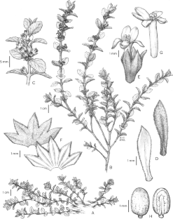 Marsypianthes dunensis, a new species of Hyptidinae (Lamiaceae) from Brazilian coastal vegetation