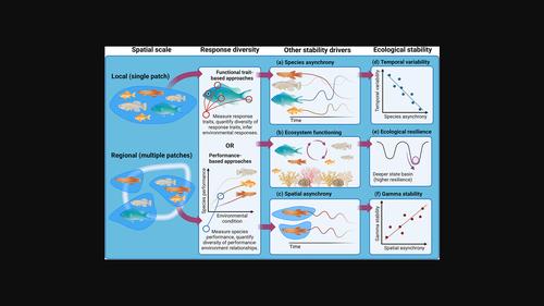 Limited theoretical and empirical evidence that response diversity determines the resilience of ecosystems to environmental change