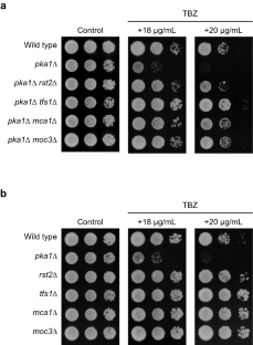 Tfs1, transcription elongation factor TFIIS, has an impact on chromosome segregation affected by pka1 deletion in Schizosaccharomyces pombe.