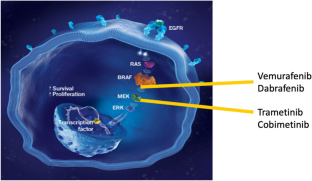 Treatment of Langerhans Cell Histiocytosis and Histiocytic Disorders: A Focus on MAPK Pathway Inhibitors.