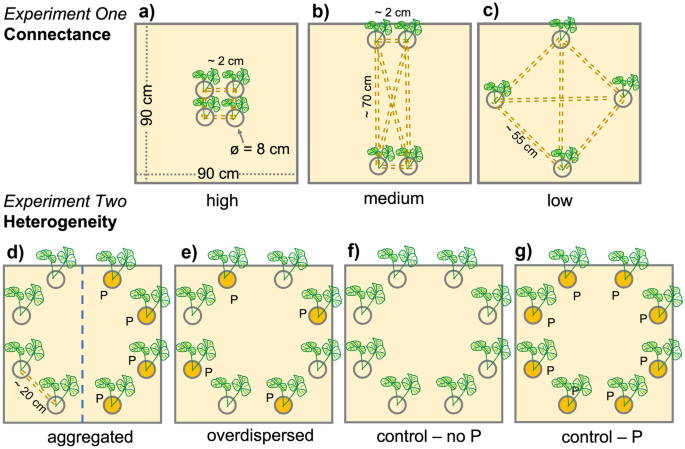 Arbuscular mycorrhizal root colonization depends on the spatial distribution of the host plants.