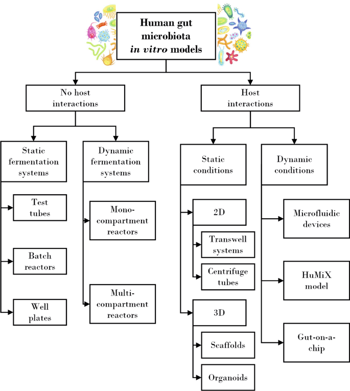 Designs and methodologies to recreate in vitro human gut microbiota models