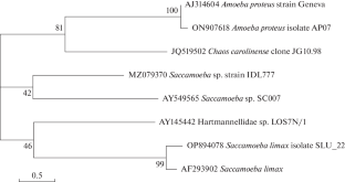 Phylogenetic Relationships among Naked Amoebae Found in Natural Biotopes