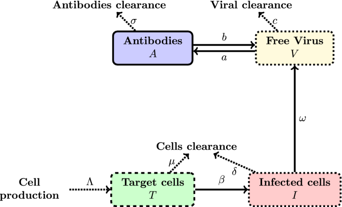 COVID-19 Adaptive Humoral Immunity Models: Weakly Neutralizing Versus Antibody-Disease Enhancement Scenarios