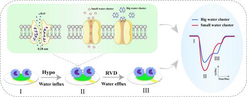 Real-time detection of the transport of water cluster across cytomembrane with piezoelectric sensor