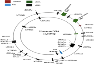 A Review on Mitochondrial Derived Peptide Humanin and Small Humanin-Like Peptides and Their Therapeutic Strategies