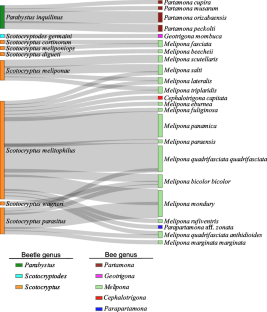 Scotocryptini beetles (Leiodidae) in nests of stingless bees