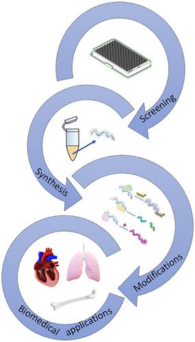 Advances in screening, synthesis, modification, and biomedical applications of peptides and peptide aptamers