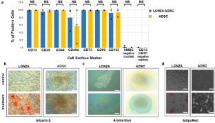 A morphological study of adipose-derived stem cell sheets created with temperature-responsive culture dishes using scanning electron microscopy