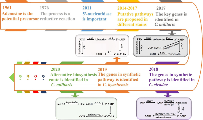 A novel complementary pathway of cordycepin biosynthesis in Cordyceps militaris.