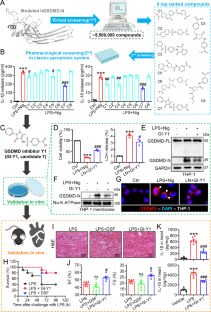 Novel GSDMD inhibitor GI-Y1 protects heart against pyroptosis and ischemia/reperfusion injury by blocking pyroptotic pore formation.