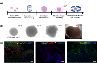 Nanoscale Diesel-Exhaust Particulate Matter (DPM) Impairs Synaptic Plasticity of Human iPSCs-Derived Cerebral Organoids