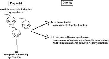 TGN020 application against aquaporin 4 improved multiple sclerosis by inhibiting astrocytes, microglia, and NLRP3 inflammasome in a cuprizone mouse model